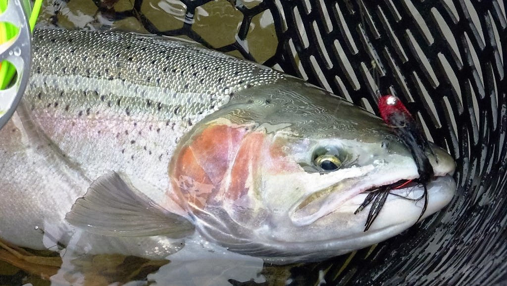 The Ashland Fly Shop Blog  Learn new Fly Fishing Tips Tagged Swinging