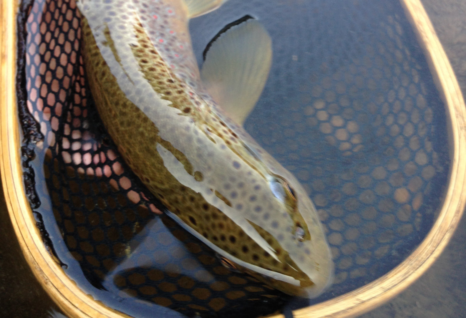 Reports & Conditions - Ashland Fly Shop