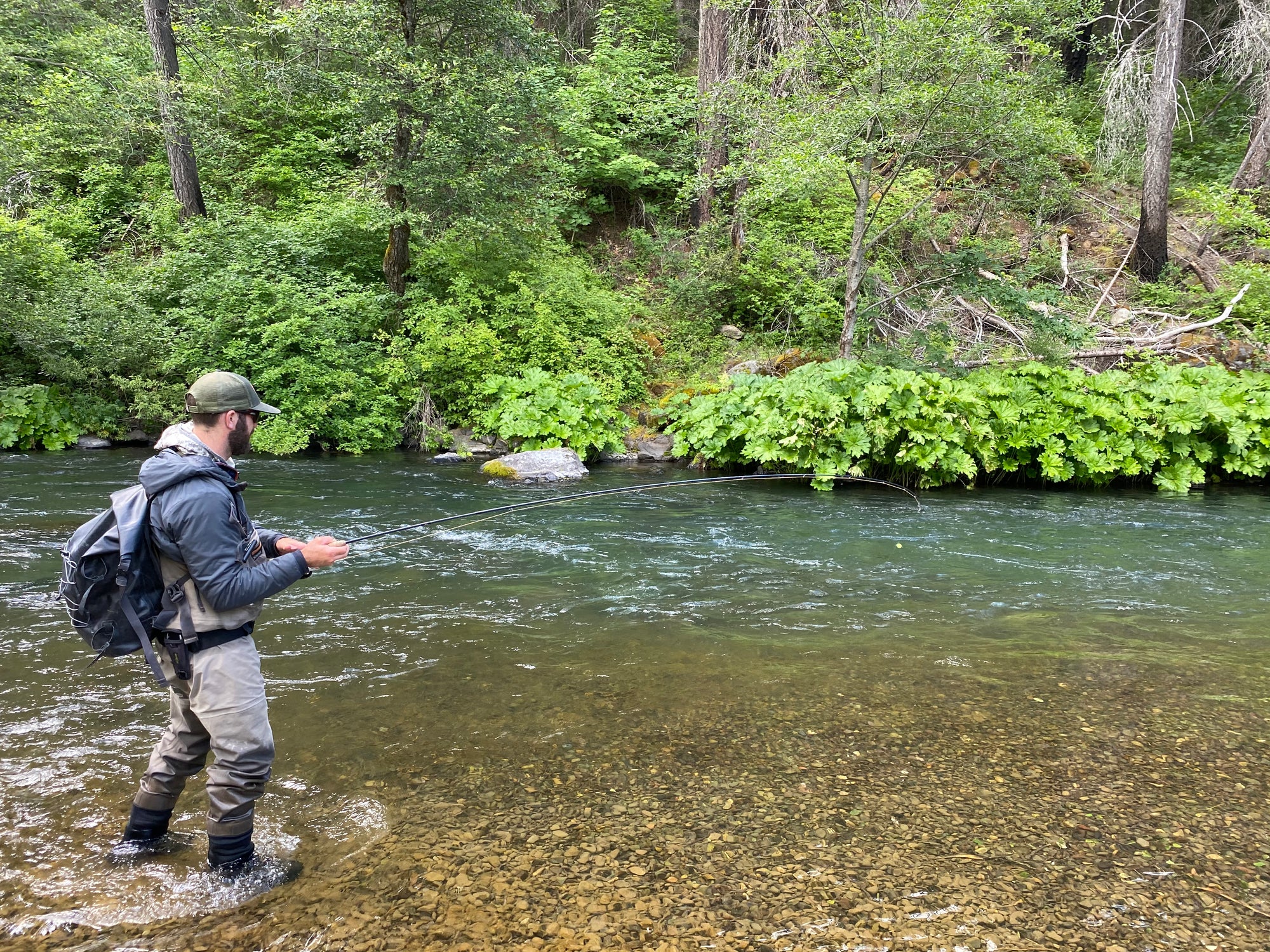 McCloud River Field Notes June 12th, 2020 |  By Stuart Warren