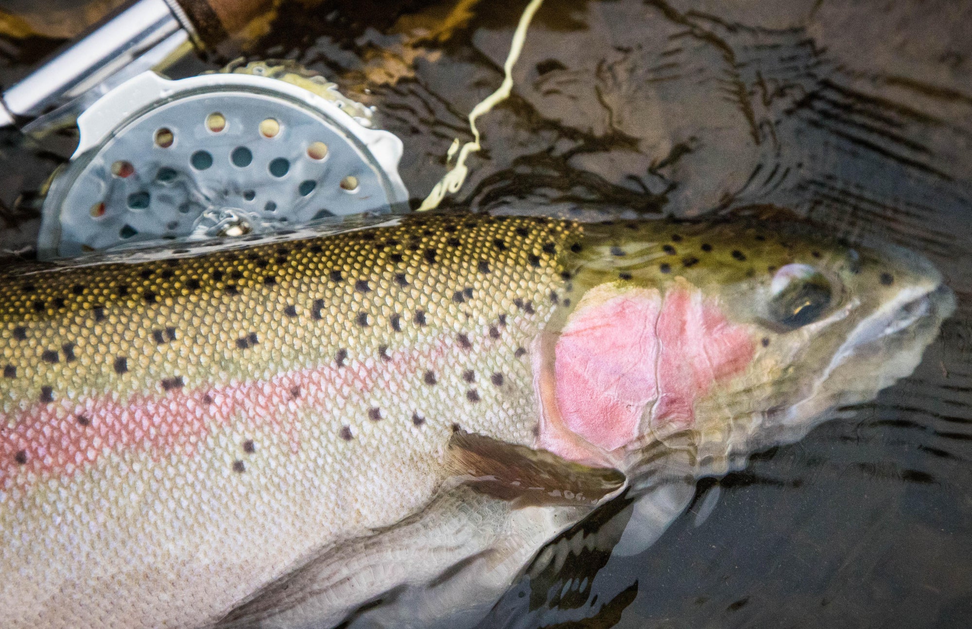 Rogue Steelhead Field Notes | Low and Clear Tactics