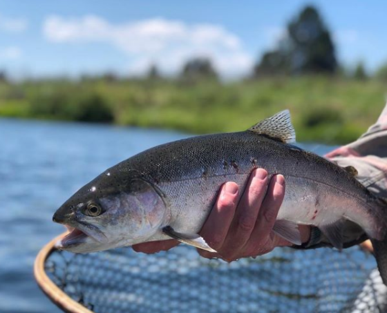 Fishing Report July 20th, 2018