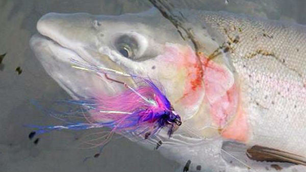 The Ashland Fly Shop Blog  Learn new Fly Fishing Tips Tagged Shallow  Takes by Jon Hazlett