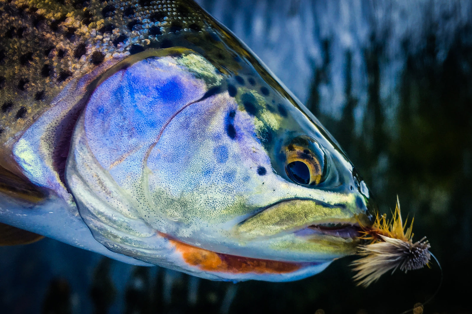 Redington Trout Spey Field Kit with Jon Hazlett 