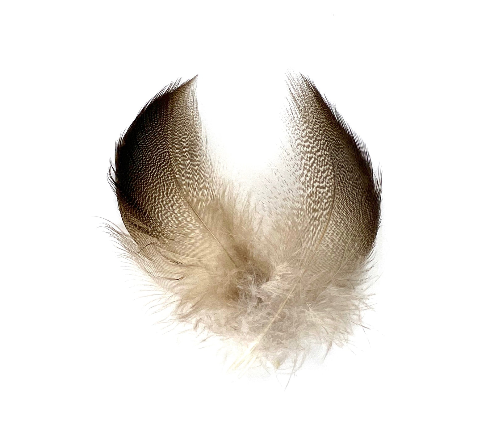 Feathers, Fly Tying Materials